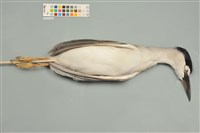 藏品(夜鷺)的圖片